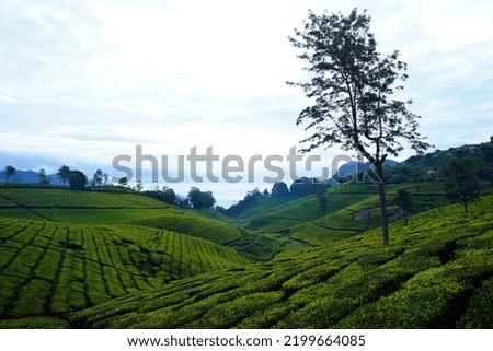                                Tea estate with some clouds. A pure treat for nature lovers. awesome pictures to use as a background images. 