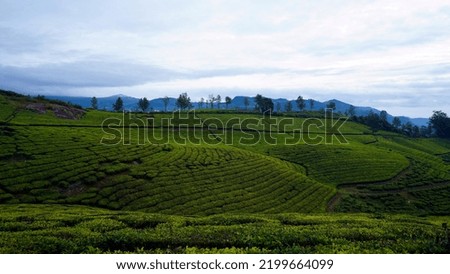                                Tea estate with some clouds. A pure treat for nature lovers. awesome pictures to use as a background images. 