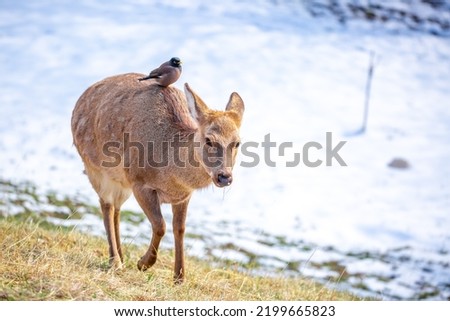 Beautiful spotted deer in the mountains against the background of green grass and snow. Fairytale spring landscape with wild animals.