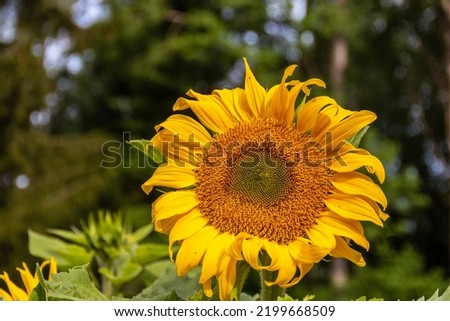 closeup of a sunflower against a diffused background