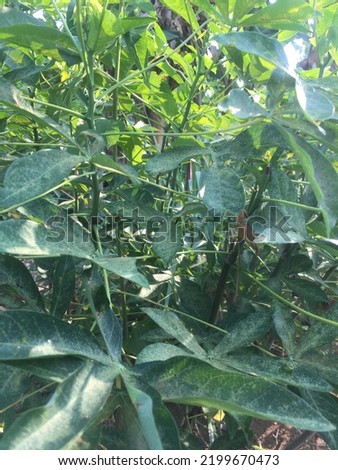 Cassava leaves are long and dense