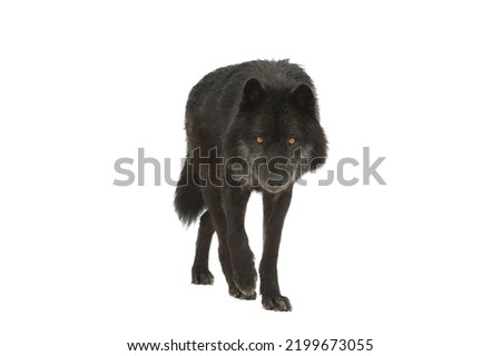 black canadian wolf walking on snow isolated on white background