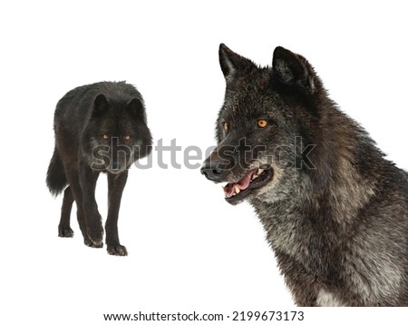 black canadian wolf isolated on white background