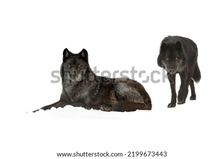 black canadian wolfs  isolated on white background