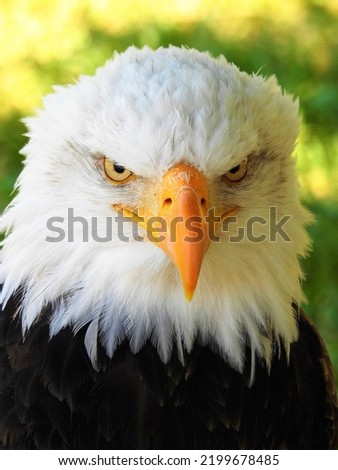 bird of prey dark brown eagle white head orange beak strong talons for descents down feathers dark brown plumage large brown wings sunning on a log tall green grass Royalty-Free Stock Photo #2199678485