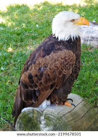 bird of prey dark brown eagle white head orange beak strong talons for descents down feathers dark brown plumage large brown wings sunning on a log tall green grass Royalty-Free Stock Photo #2199678501