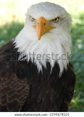 bird of prey dark brown eagle white head orange beak strong talons for descents down feathers dark brown plumage large brown wings sunning on a log tall green grass Royalty-Free Stock Photo #2199678521