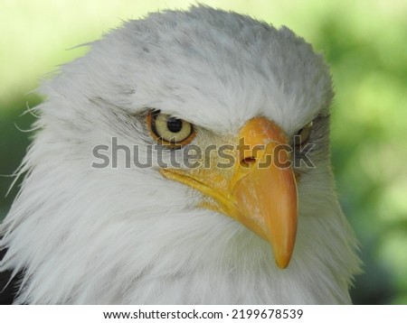 bird of prey dark brown eagle white head orange beak strong talons for descents down feathers dark brown plumage large brown wings sunning on a log tall green grass Royalty-Free Stock Photo #2199678539