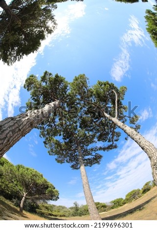SEA PINE type trees with wrinkled bark seen from below in summer without people Royalty-Free Stock Photo #2199696301
