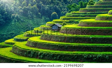 Rice terraces in Mu cang chai, Vietnam. Royalty-Free Stock Photo #2199698207