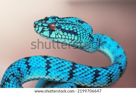 Blue Viper Snake in Close Up