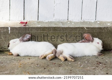 Domestic white rabbits lie on the grass