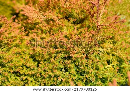 Fire Chief branches - Latin name - Thuja occidentalis Fire Chief Royalty-Free Stock Photo #2199708125