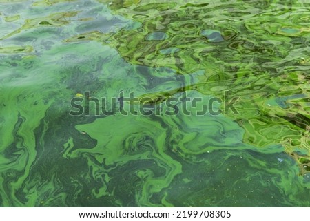 Water pollution by blooming blue-green algae - Cyanobacteria is world environmental problem. Water bodies, rivers and lakes with harmful algal blooms. Ecology concept of polluted nature. Royalty-Free Stock Photo #2199708305