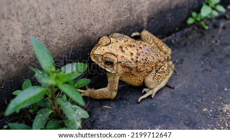 Duttaphrynus melanostictus is commonly called Asian common toad, Asian black-spined toad, common Sunda toad, and Javanese toad. 