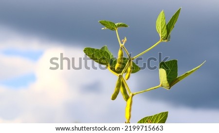 Ripe golden brown soybeans on a soybean plantation, on a beautiful sunny day, close-up. Soy pods. Soybean field in golden glow. The concept of a good harvest. Royalty-Free Stock Photo #2199715663