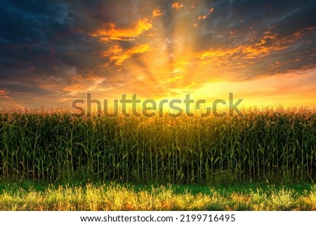 corn field sunset Panorama.  agricultural plantation in the sunset animal feed agricultural industry. green corn field in agricultural garden and light shines sunset. Beautiful sunset over corn field. Royalty-Free Stock Photo #2199716495
