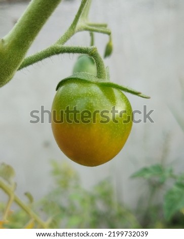 Cherry tomatoes almost turn yellow as a sign that they are about to ripen