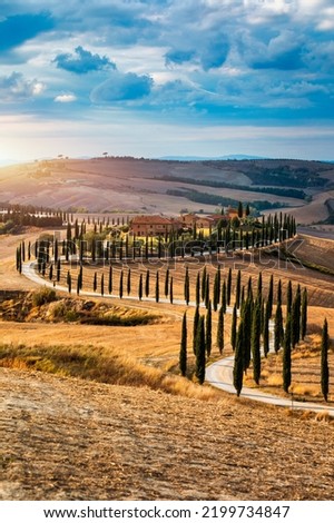 Hills, olive gardens and small vineyard under rays of morning sun, Italy, Tuscany. Famous Tuscany landscape with curved road and cypress, Italy, Europe Royalty-Free Stock Photo #2199734847