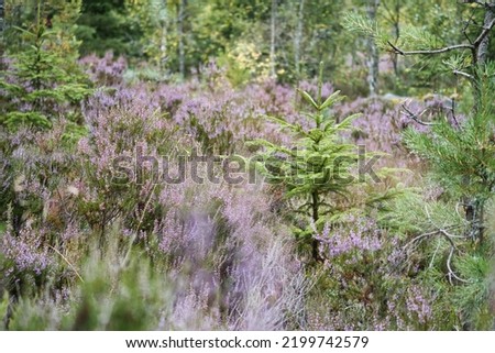 Heather field. Branches with fine filigree purple flowers. Dreamy in the sunlight. Close up of plants