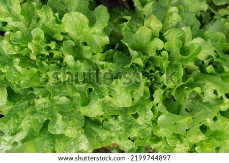 green fresh lettuce leaves grow in vegetable garden with water drops