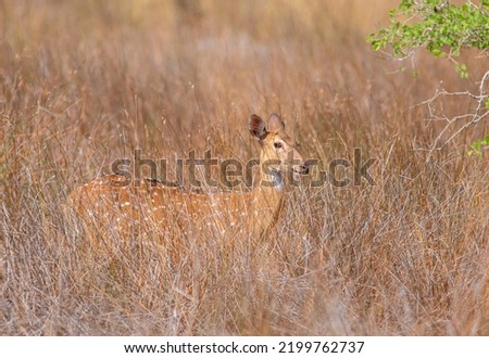 deer in the savannah; deer in the grass; antelope standing in the sun; buck with horns; stud; Spotted deer from Wilpattu National Park Sri Lanka	