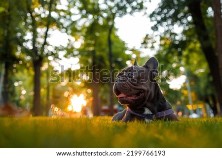 tired french bulldog licks and rests in the park on the lawn the evening sun shines on him from behind