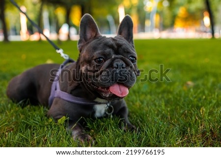 french bulldog licks in the park on the lawn after a hilarious walk he is tired
