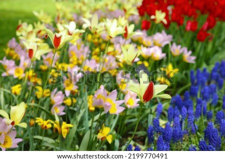 Many different beautiful tulip and muscari flowers, closeup. Spring season Royalty-Free Stock Photo #2199770491