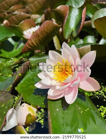 Gorgeous blooming water lily in pond on sunny day