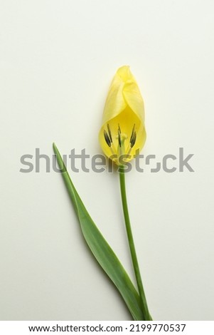 Yellow tulip on beige background, top view. Menopause concept Royalty-Free Stock Photo #2199770537