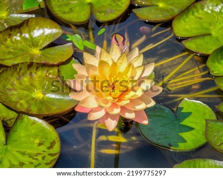 lotus flowers in the Dordogne department