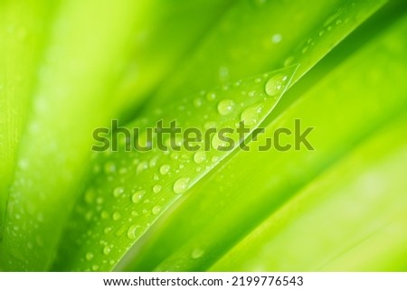 Waterdrop on green leaf in garden. Natural green leaves plants using background cover page environment ecology or greenery wallpaper. Royalty-Free Stock Photo #2199776543