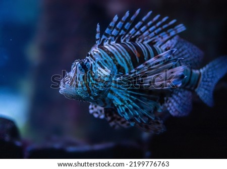 Common lionfish in dark water at the Nuweiba resort on the Red Sea, a rare species of endangered fish, dark background.
