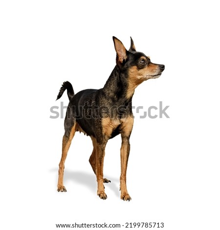 Dog Prager Rattler Isolated On White Background Pictures