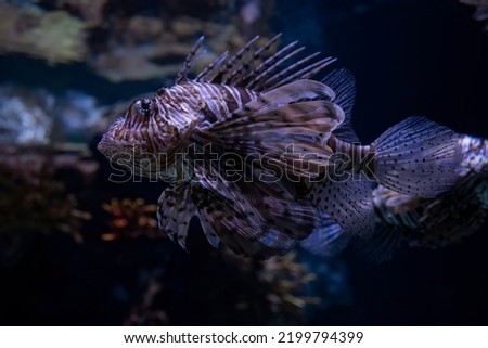 A lion fish swimming in an aquarium in Jerusalem, Israel. A selective focus image.