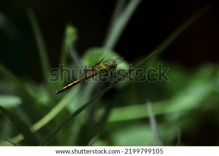 Background image of a Dragonfly on a leaf. 