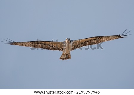 Various Osprey Pictures With Fish They have caught and in flight