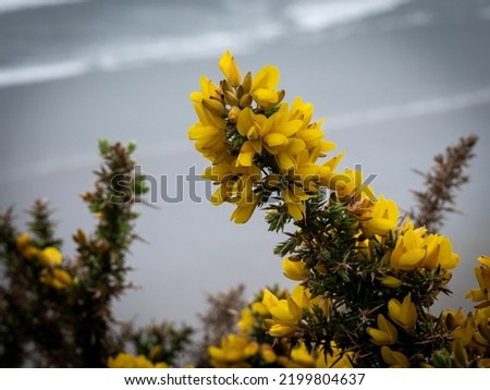 There are many yellow flowers on the background of an overcast sea. A plant with yellow inflorescences. Plant close-up. Yellow flowers
