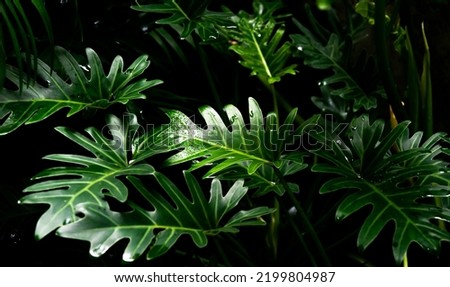 Closeup green leaf  nature background,tropical garden abstract,concept of ecology spa and environmental conservation.