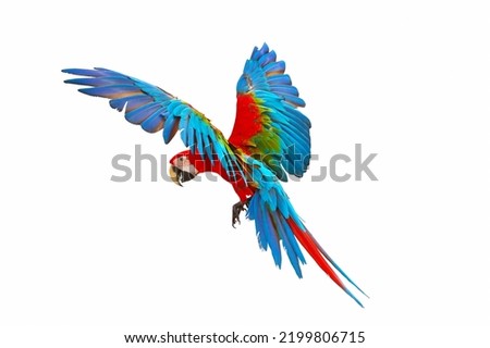 Colorful green wing macaw flying isolated on white background. Royalty-Free Stock Photo #2199806715