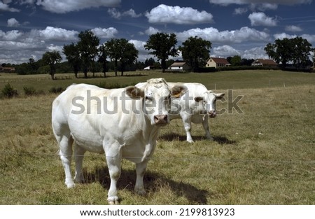 La Clayette (Burgundy, France). Picture taken this summer while trekking alone. Typical Charolais cows in their meadow. Always standing and looking with interest when photographied. Nice animals