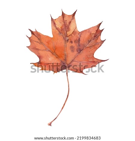 Watercolor autumn orange maple leaf. Isolated hand drawn illustration on white background.