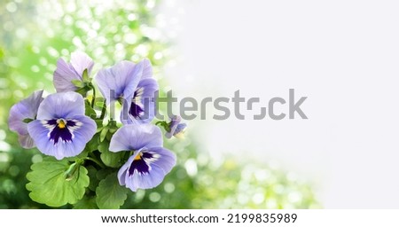 Bouquet of light blue pansies with leaves isolated on a blurred garden background