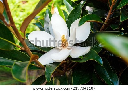 White flower of Magnolia grandiflora in the park after the rain close-up