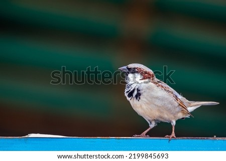 A Sparrow sitting on a fence Royalty-Free Stock Photo #2199845693