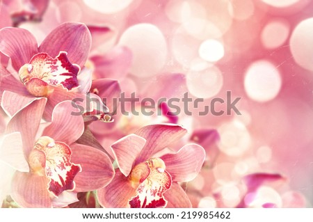 Orchids  Royalty-Free Stock Photo #219985462