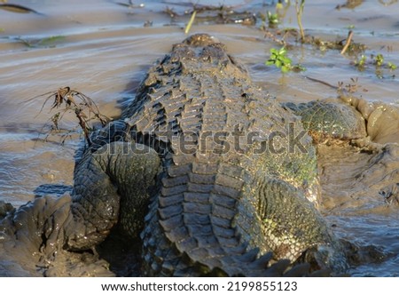 crocs in the swamp; two crocodiles in the water; crocodiles swimming; Crocodiles resting; mugger croc from India; mirror image of animals; crocodiles from Yala national park Sri Lanka