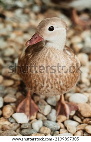 Portait of brown colour mandarin duck, looking to camera, one feet on the photo, water drops on body, on the stone, colorful picture