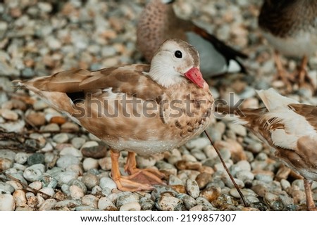 Portait of brown colour mandarin duck, looking to camera, one feet on the photo, water drops on body, on the stone, colorful picture